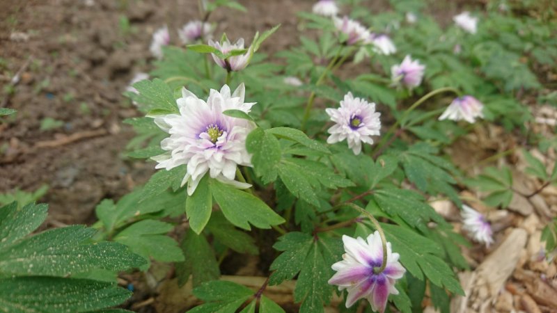 Anemone nemorosa 'Blue Eyes' võsaülane